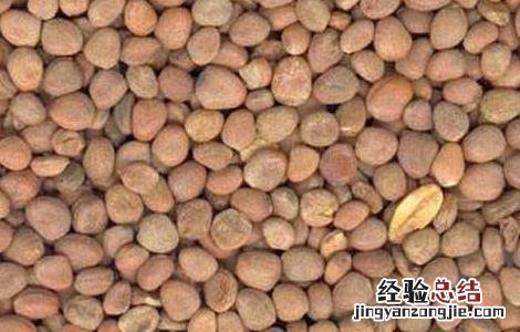 莱菔子的功效与作用图片 莱菔子的功效与作用