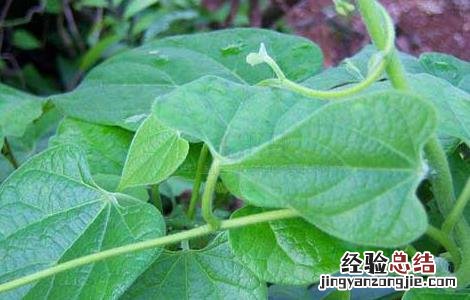 宽筋藤的功效与作用的功能与主治 宽筋藤的功效与作用