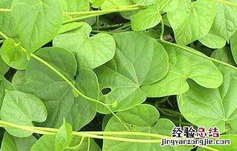 宽筋藤的功效与作用的功能与主治 宽筋藤的功效与作用