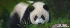 小熊猫是杂食性动物吗 熊猫是杂食性动物么