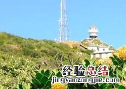 帝王花的养殖方法和花语大全 帝王花的养殖方法和花语
