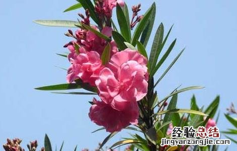 夹竹桃的功效与作用 夹竹桃的功效与作用百度百科