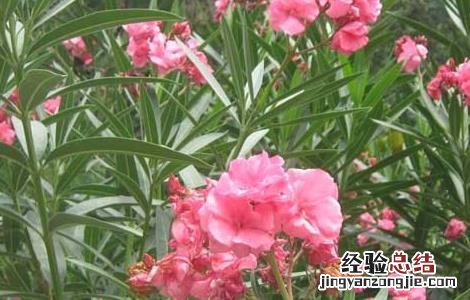 夹竹桃的功效与作用 夹竹桃的功效与作用百度百科