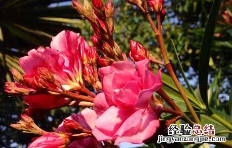 夹竹桃的功效与作用 夹竹桃的功效与作用百度百科