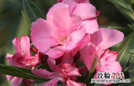 夹竹桃的功效与作用 夹竹桃的功效与作用百度百科