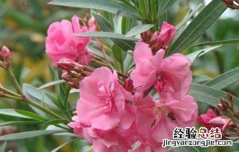 夹竹桃的功效与作用 夹竹桃的功效与作用百度百科