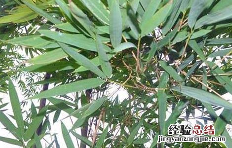 苦竹叶的功效与作用 苦竹叶的功效与作用禁忌