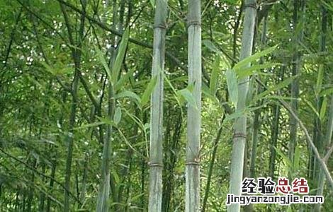 苦竹叶的功效与作用 苦竹叶的功效与作用禁忌