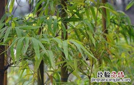 苦竹叶的功效与作用 苦竹叶的功效与作用禁忌