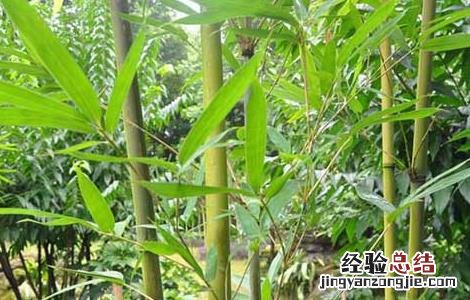 苦竹叶的功效与作用 苦竹叶的功效与作用禁忌