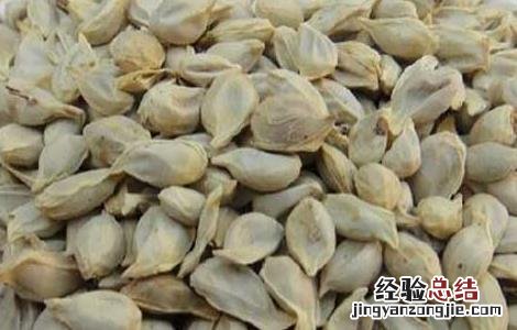 橘核的功效与作用及禁忌症 橘核的功效与作用