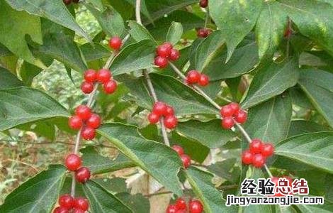 救必应的功效与作用图片 救必应的功效与作用
