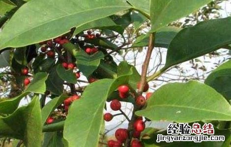 救必应的功效与作用图片 救必应的功效与作用