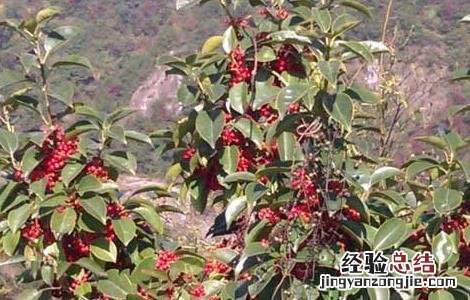 救必应的功效与作用图片 救必应的功效与作用