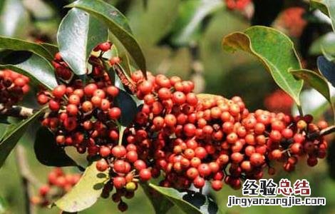 救必应的功效与作用图片 救必应的功效与作用