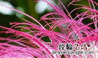 合欢花的含义 合欢花的花语是什么