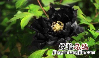 黑牡丹花花语是什么 黑牡丹的花语是什么