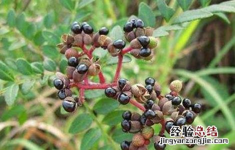 椒目的功效与作用图片 椒目的功效与作用