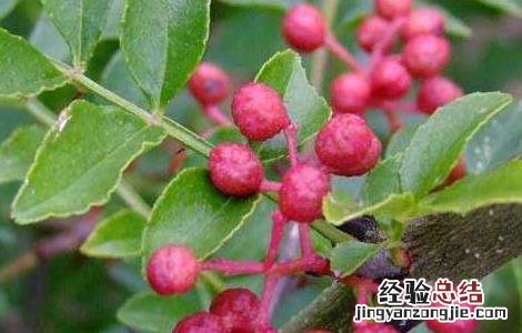 椒目的功效与作用图片 椒目的功效与作用