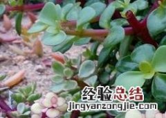 雅乐之舞的养殖方法和注意事项养殖日记 雅乐之舞的养殖方法及图片欣赏