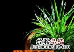 凤尾竹的如何养 凤尾竹的如何养:才好