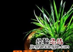 凤尾竹的如何养 凤尾竹的如何养:才好