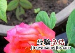 秋季如何扦插月季花 如何扦插月季花