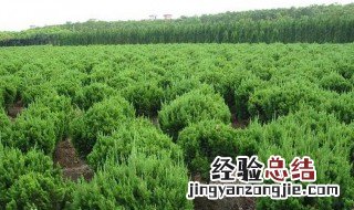 网上买的树苗怎样才能栽活 网上买的树苗能栽活吗