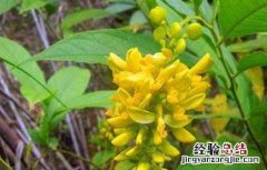 黄花倒水莲的功效与作用 黄花倒水莲的功效与作用及食用方法
