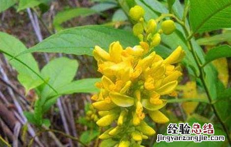 黄花倒水莲的功效与作用 黄花倒水莲的功效与作用及食用方法