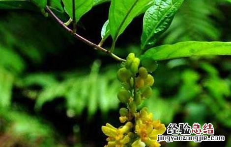 黄花倒水莲的功效与作用 黄花倒水莲的功效与作用及食用方法