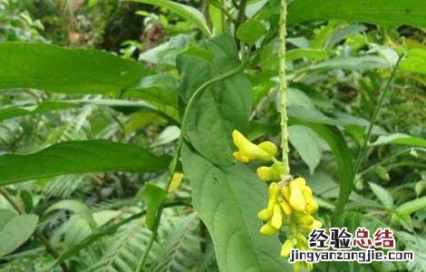 黄花倒水莲的功效与作用 黄花倒水莲的功效与作用及食用方法