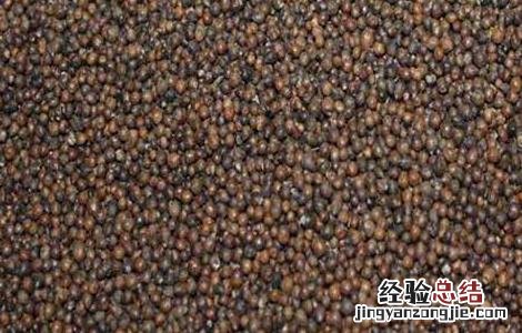 黄荆子的功效与作用枕头 黄荆子的功效与作用