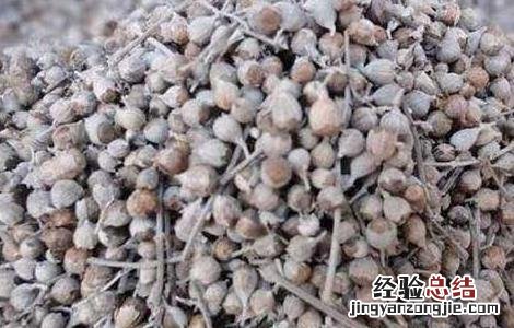 黄荆子的功效与作用枕头 黄荆子的功效与作用