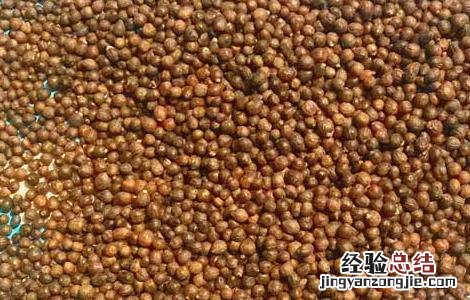 黄荆子的功效与作用枕头 黄荆子的功效与作用