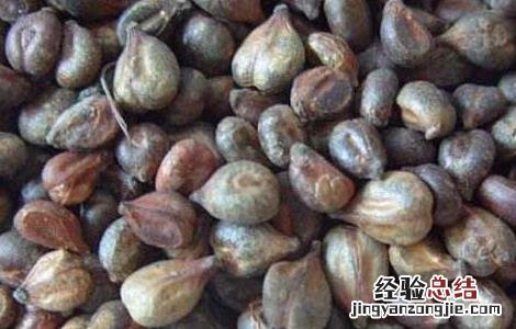 黄荆子的功效与作用枕头 黄荆子的功效与作用
