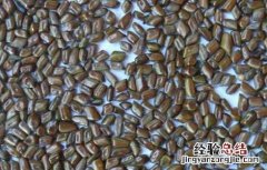 黄荆子的功效与作用枕头 黄荆子的功效与作用