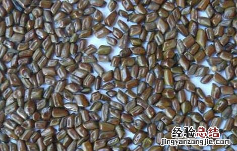 黄荆子的功效与作用枕头 黄荆子的功效与作用