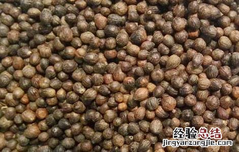 黄荆子的功效与作用枕头 黄荆子的功效与作用
