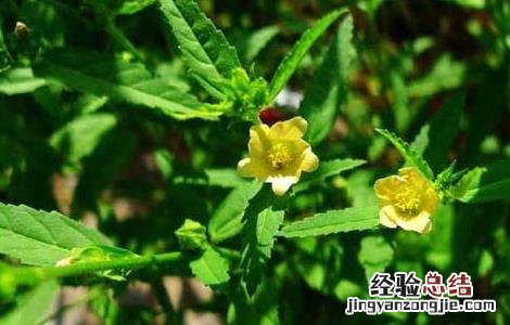 黄花稔的功效与作用和图片 黄花稔的功效与作用