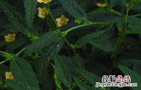 黄花稔的功效与作用和图片 黄花稔的功效与作用