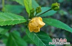 黄花稔的功效与作用和图片 黄花稔的功效与作用