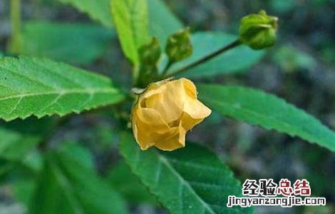 黄花稔的功效与作用和图片 黄花稔的功效与作用