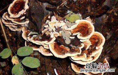 槐耳的功效与作用点 槐耳的功效与作用