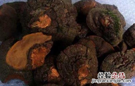 槐耳的功效与作用点 槐耳的功效与作用