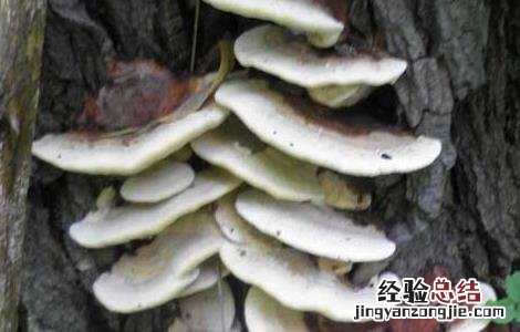 槐耳的功效与作用点 槐耳的功效与作用