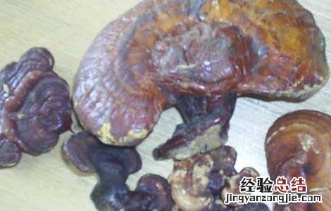 槐耳的功效与作用点 槐耳的功效与作用