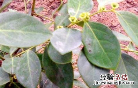 黑面叶的功效与作用 黑面神叶的功效与作用