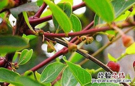 黑面叶的功效与作用 黑面神叶的功效与作用