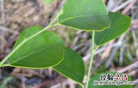黑面叶的功效与作用 黑面神叶的功效与作用